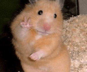 Hamster
